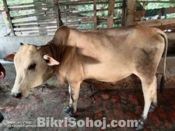 Cow White